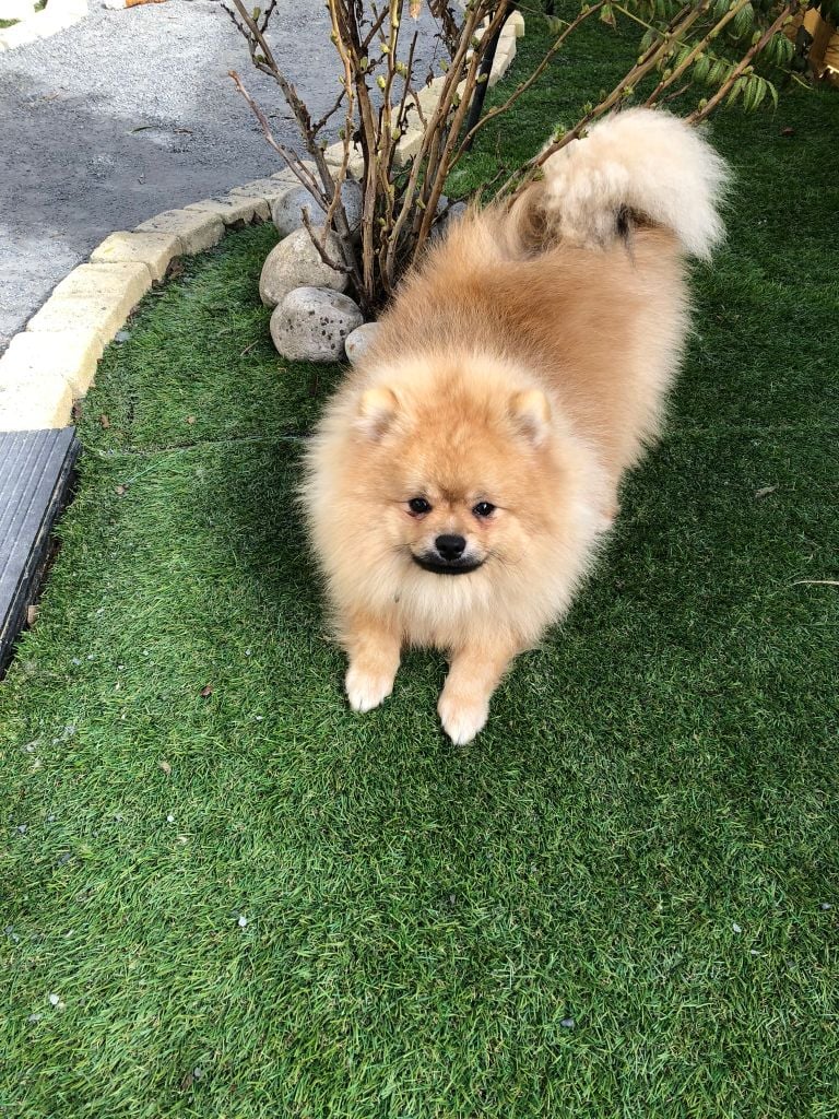 Publication : de Mingyar 