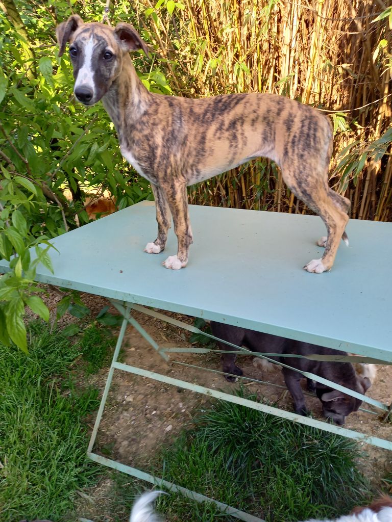 Publication : du logis des harfangs Auteur : PETETIN CHANTAL