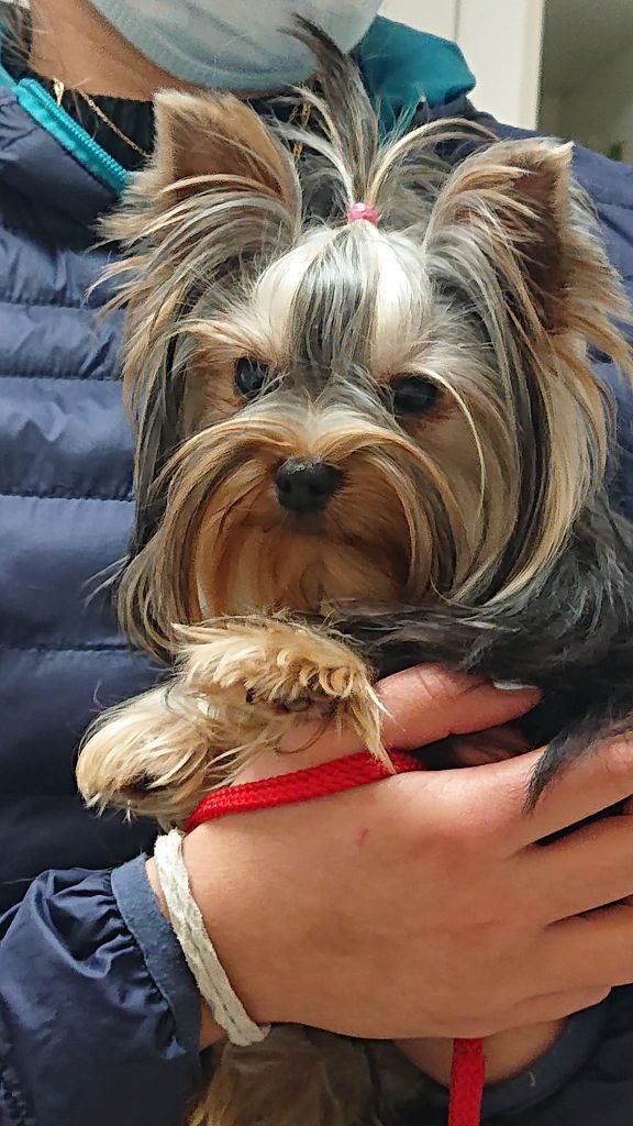 Publication : Des Lutins De Cornouaille Auteur : fabrice vincent