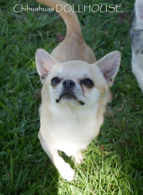 Étalon Chihuahua - shah arpilin Ignatius (serguei)