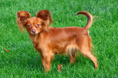 Étalon Russkiy Toy (Petit Chien Russe) - laskovaya rus' Nargiz