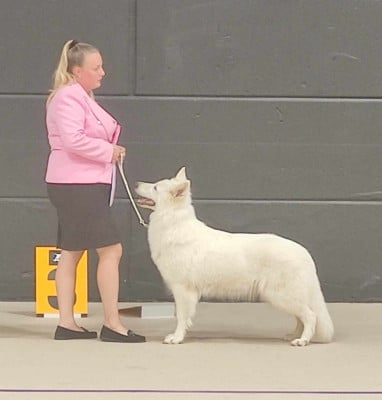 Étalon Berger Blanc Suisse - CH. The best one De La Niche De Kristal