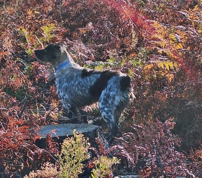 Étalon Epagneul Breton - Tcheuky Des caprices de solmar