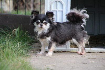 Étalon Chihuahua - Torvi des Terres de la Faisanderie