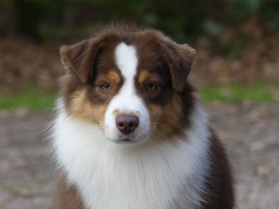 Étalon Berger Américain Miniature - Spirit lake as dakota Of American Madness