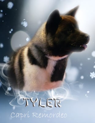 image de Capri (dite tyler)