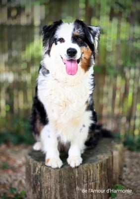 Étalon Berger Australien - Reva blue Du Paradis De Nouchka