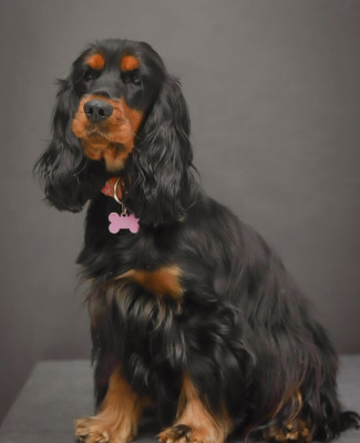 Étalon Cocker Spaniel Anglais - Talya Du Domaine Des Rêves Bleus