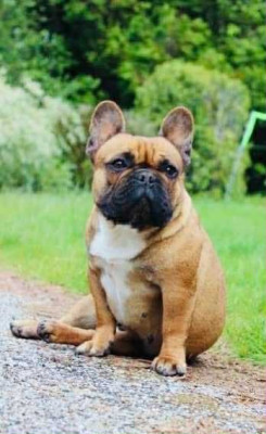 Étalon Bouledogue français - Romane des Seigneurs de l'Odyssée