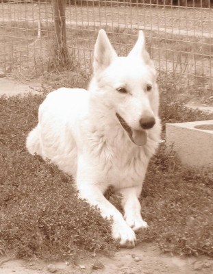 Étalon Berger Blanc Suisse - Tikawa Du Domaine Des Beautés Divines