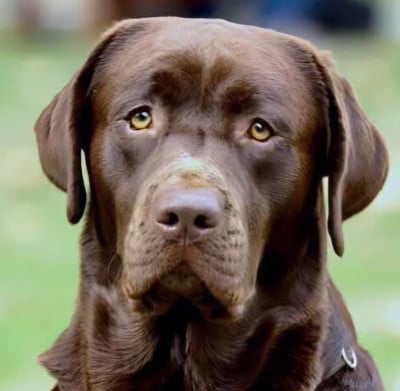 Étalon Labrador Retriever - Opium Du Puy Des Merveilles}
