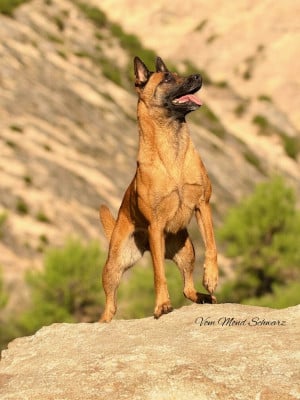 Étalon Berger Belge - Raven tek de la vallée du grand loup