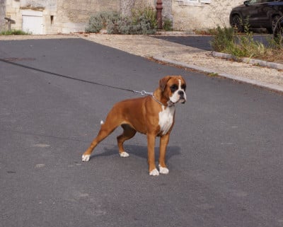 Étalon Boxer - Ti amo Des Légendes O'malley