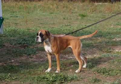 Étalon Boxer - Tya Des Légendes O'malley