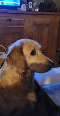 Étalon Golden Retriever - Shayenne Des Fields Daoe