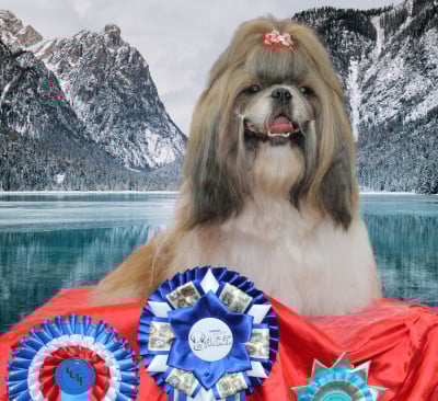 Étalon Shih Tzu - CH. « Éverest » Sunshine du lac de Cupidon