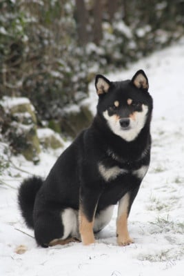 Étalon Shiba - T'nakia Des Fideles Akita Ken