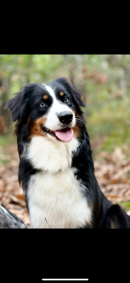 Étalon Berger Australien - Terra River Land Stars