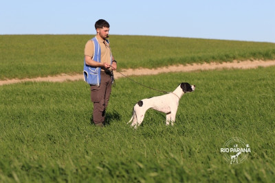 Étalon Pointer - TR. Suki Des Plaines De Berloch