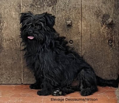 Étalon Affenpinscher - Vinston wolf my monkey dog