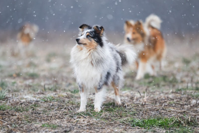 Étalon Shetland Sheepdog - T'challa wakanda forever Du Royaume Des Renards