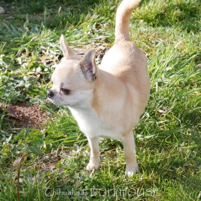 shah arpilin Ignatius (serguei)