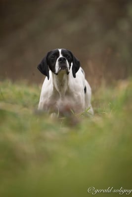 Étalon Pointer - TR. Suki Des Plaines De Berloch