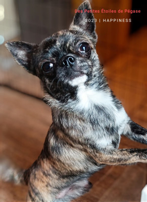 Étalon Chihuahua - Tiger king of the night de la isla encantada