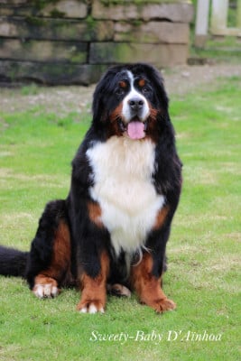Étalon Bouvier Bernois - Sweety-baby D'Ainhoa