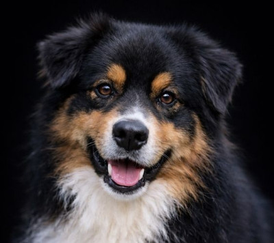 Étalon Berger Australien - Spider black denver du Chemin de la Lune aux Reves