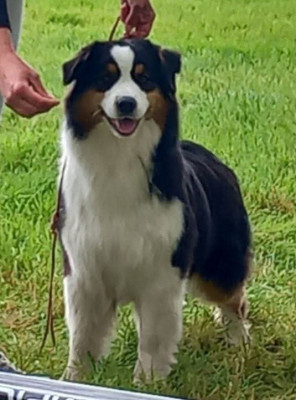 Sacha Butterfly Colors