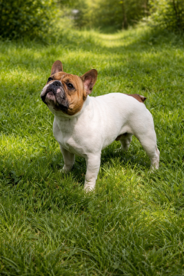 Étalon Bouledogue français - Playboy sexy dog De La Futaie Des Merveilles