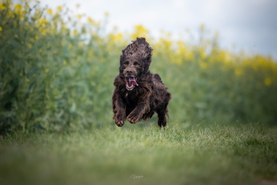 Étalon Cocker Spaniel Anglais - Uzi of Glharama