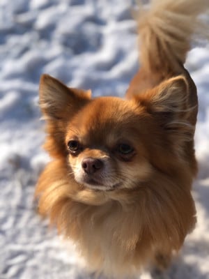 Étalon Chihuahua - Pumpkin spicy ginger (Sans Affixe)