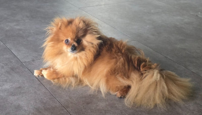 Étalon Spitz allemand - Shinra ten sey Du Domaine De La Pruneraie