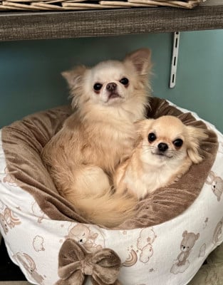 Étalon Chihuahua - Ti amo Des embruns de la lande celte