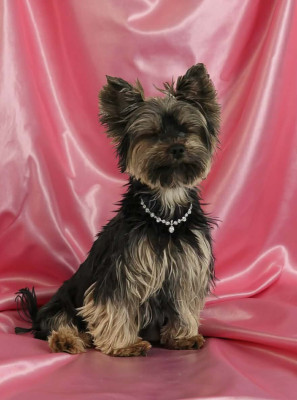 Étalon Yorkshire Terrier - Romance Des P'tits Bouts D'amour