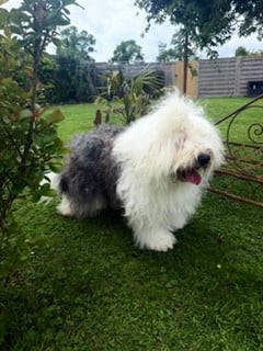 Étalon Bobtail - Shaggy bomba of Mary People