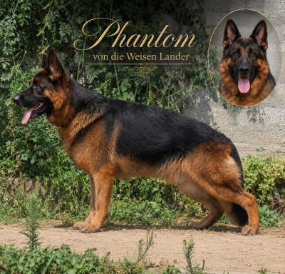 Étalon Berger Allemand - Phantom Von Die Weisen Lander