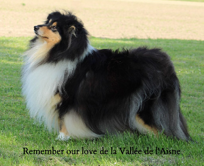 Étalon Colley à poil long - Remember our love de la Vallée de l'Aisne