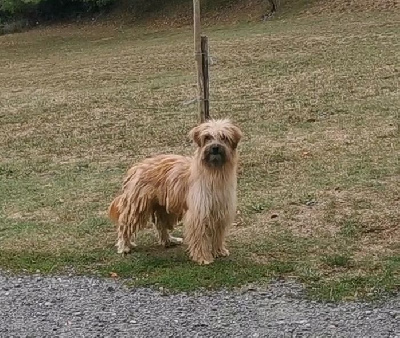 Étalon Berger des Pyrenees à poil long - Oncet du Pic d'Arrouyette