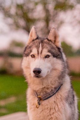 Étalon Siberian Husky - Livaro dit eleven de la Vallee de L'Or Bleu