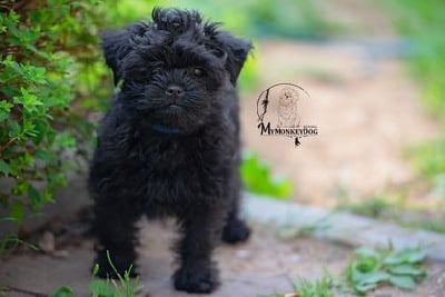 Étalon Affenpinscher - Vinston wolf my monkey dog