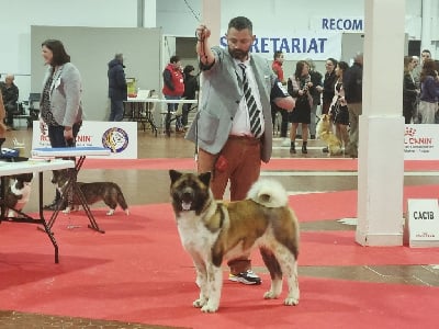 Étalon Akita americain - CH. Suki Du Grand Cèdre Bleu