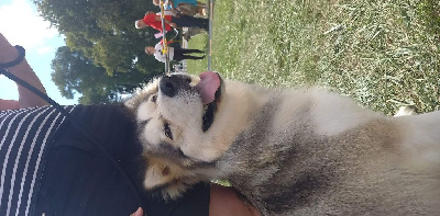 Étalon Alaskan Malamute - Du domaine d'Era White Shelby