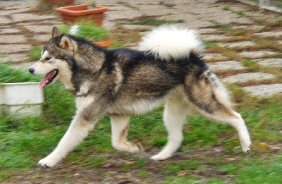 Étalon Alaskan Malamute - Royal (Sans Affixe)