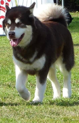 Étalon Alaskan Malamute - Sayen dreams särna (Sans Affixe)