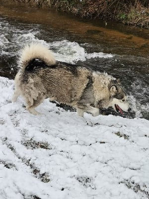 Étalon Alaskan Malamute - Pam De L'aube Des Perseides