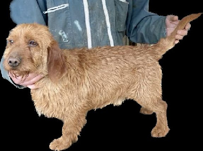 Étalon Basset fauve de Bretagne - Phoenix de vellemont