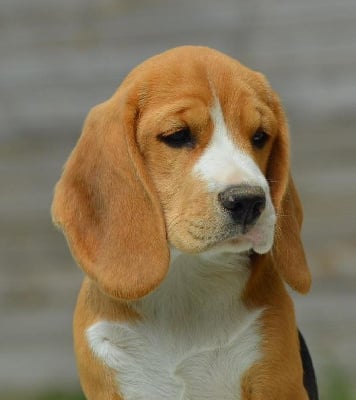 Étalon Beagle - Unstoppable coco Des Gardiens D'Alma